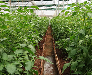 有機水溶肥系列